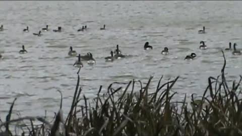 Geese swimming in the Welland canal