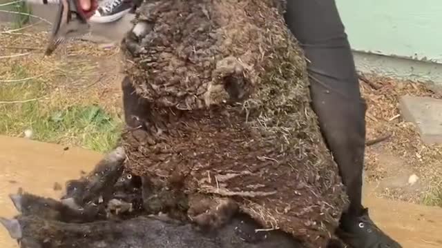 MUST WATCH Potato Shaped Sheep Shearing