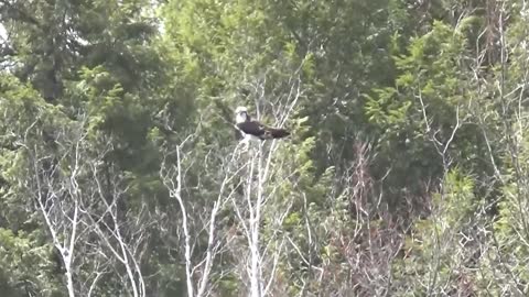 Ospreys flying