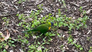 Rainbow Lorikeet