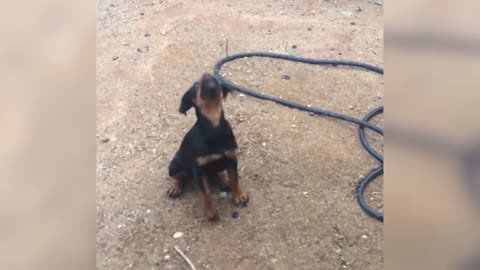 Cutest Puppies Playing Around 2021 | Funny Pet Videos