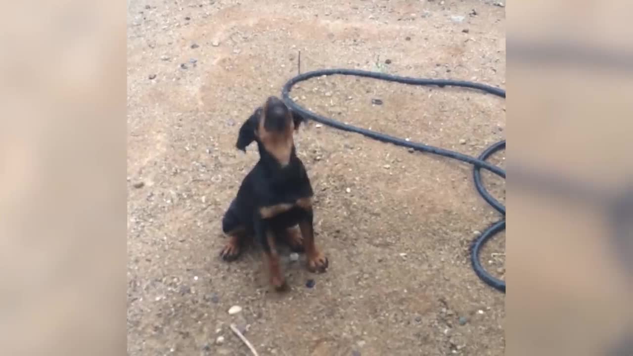 Cutest Puppies Playing Around 2021 | Funny Pet Videos