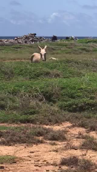 A mad donkey on Bonaire's East Coast