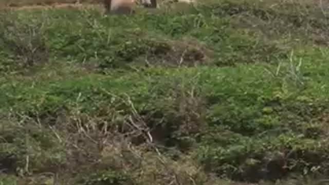 A mad donkey on Bonaire's East Coast