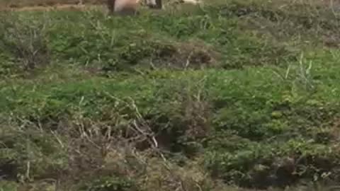 A mad donkey on Bonaire's East Coast