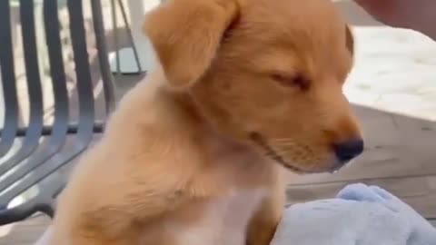 Cuddling cute dog