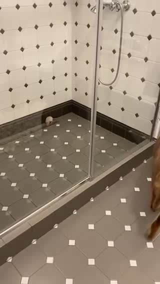 Pumba playing with Jerry😸