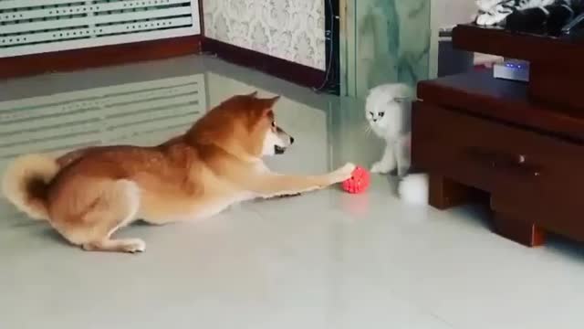 cat vs dog-funny video