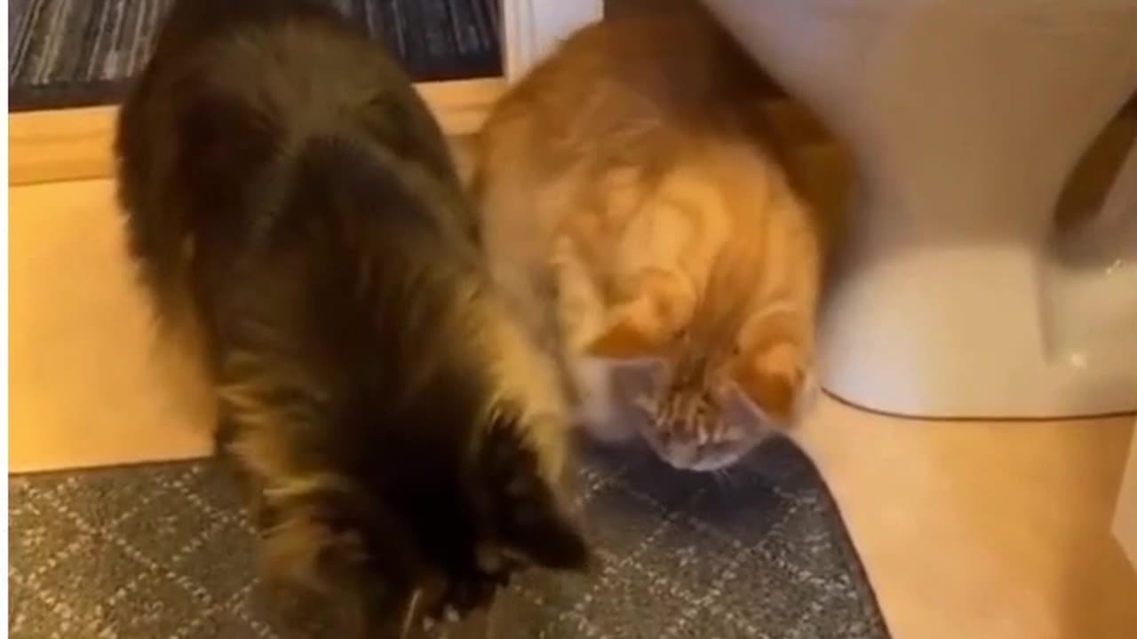 FUNNY CAT MOMENTS