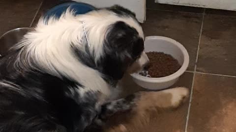 Rueben the Aussie never a dull cute moment