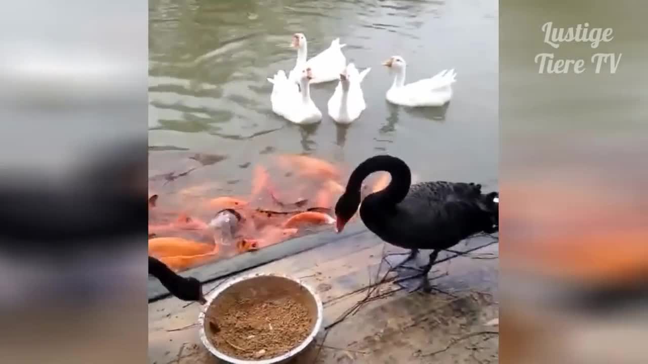 Black swan feeding fish / Really cute