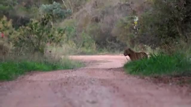 Onça no Pantanal