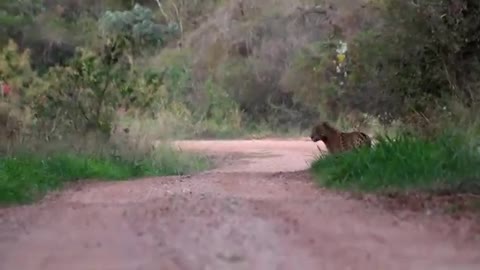 Onça no Pantanal