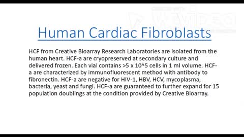 human cardiac fibroblasts