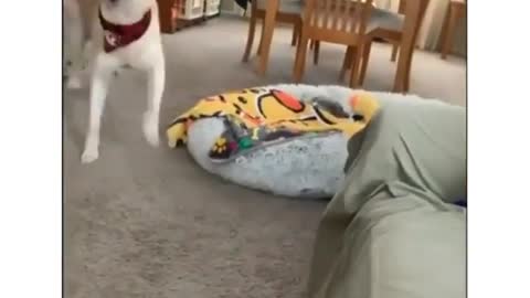 Dog excited 😆