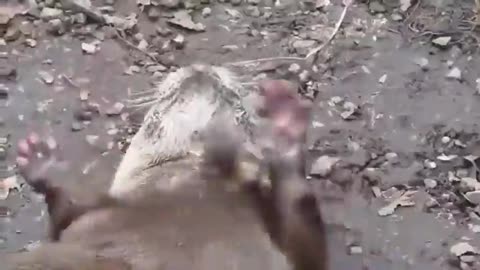 A virtuoso otter.