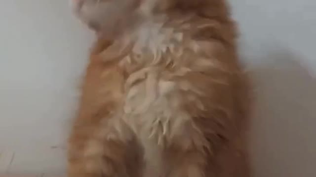 funny orange cat