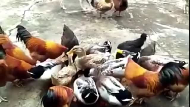 Chicken VS Dog Fight - Funny Dog Fight Videos By Zakariyakarube