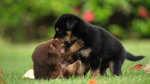 playful puppies