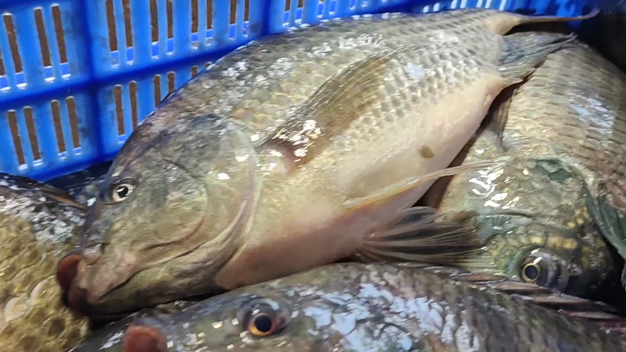 Live Big Tilapia Rohu Katla And Mrigal Fish Video In Fish Bangaldesh