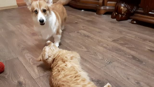 Fearless corgi dog tries to bite the ear of a red Siberian cat.