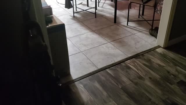 Where's the kitty?