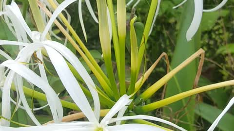 Flowers on the roadside