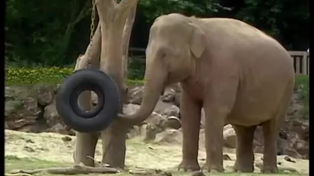 How Smart are Elephants? | The Zoo Keepers | BBC Earth