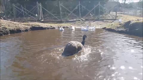 Bathing fun with Speedy