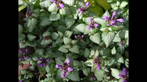 Absolutely Delightful Spotted Dead Nettle June 2021