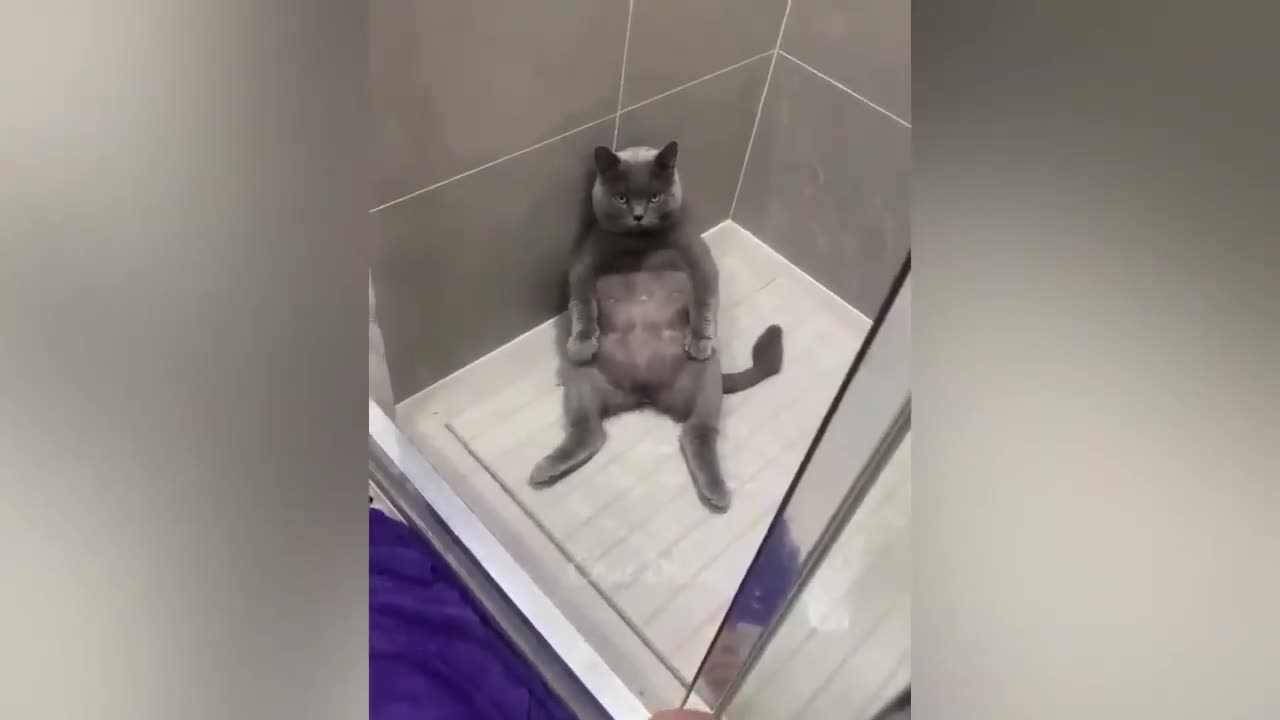 Funny animals - Funny cats / dogs - Funny animal videos