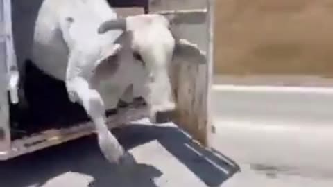 JUMPING COW