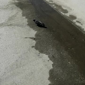 The dove loves this puddle.