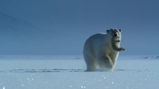 Polar Bears Try to Catch Fish