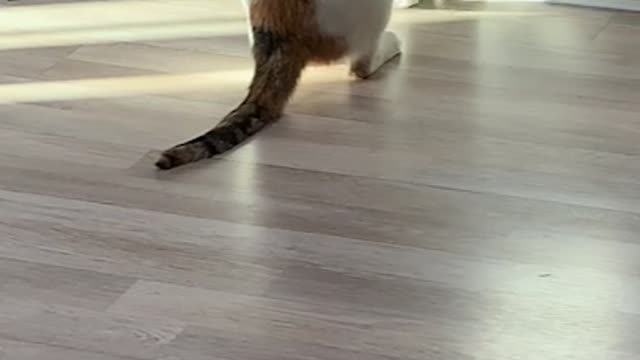 What does the cat do?