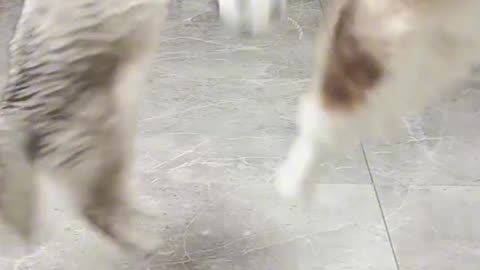 Funny Pets Moment #45