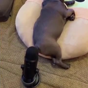 Funny Sleeping Dog farts into Shure SM7B microphone