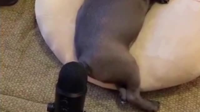 Funny Sleeping Dog farts into Shure SM7B microphone