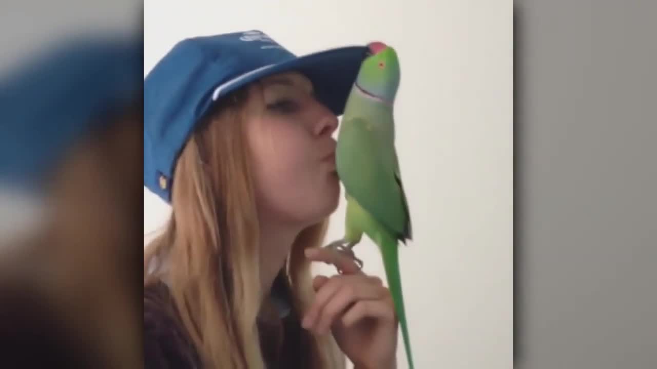 cute parrot