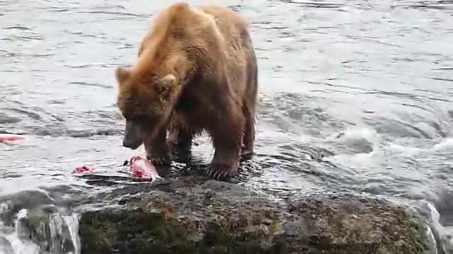 Brooks falls bears, katmai AK and fish