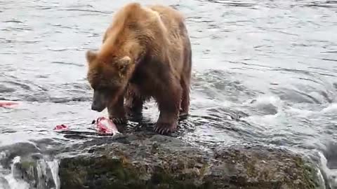 Brooks falls bears, katmai AK and fish