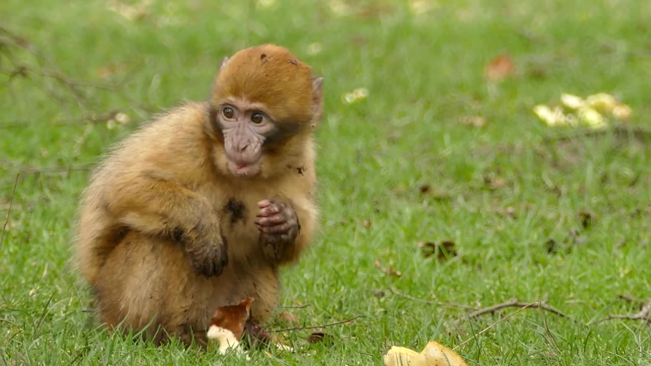 Wonderful Moment Cute Monkey Eating Bread