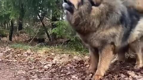 Angry dog