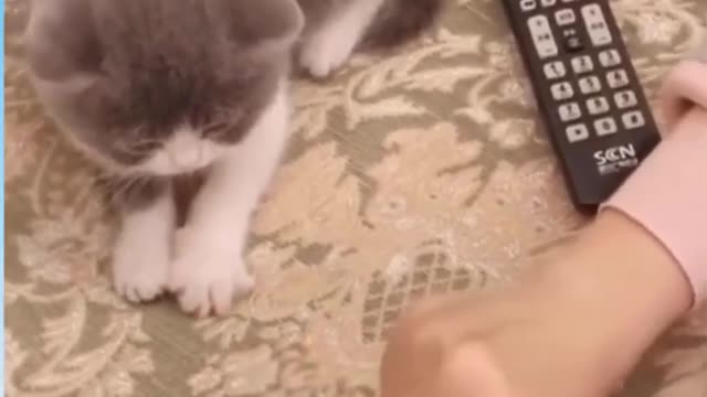 Cute cat playing with hands