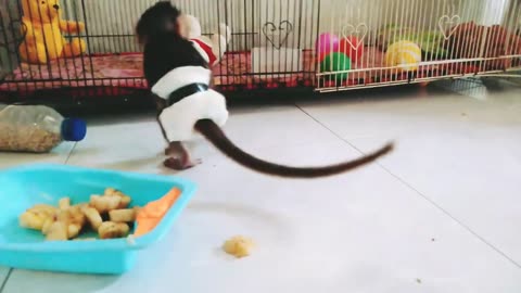 Little monkeys love to eat star fruit