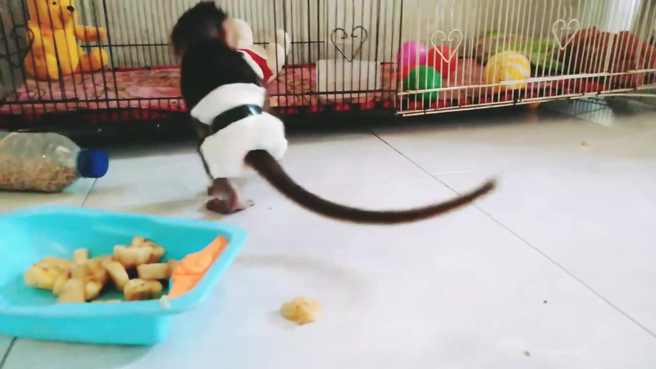 Little monkeys love to eat star fruit