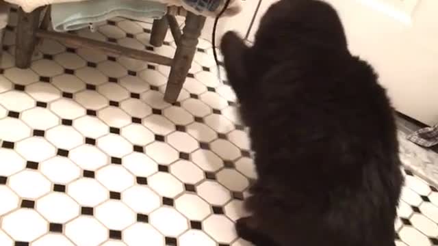 Black cat playing with string from laundry