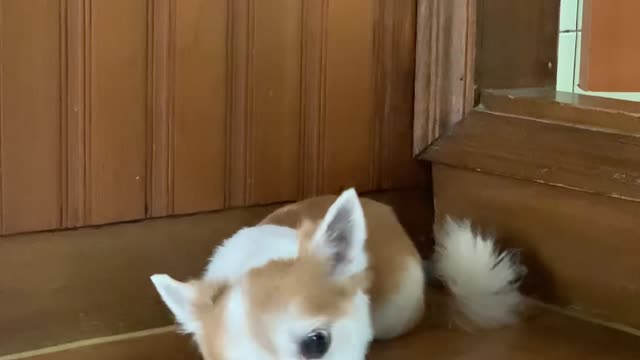 A cute dog eating snacks