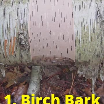5 Bushcraft Uses of Birch Trees!