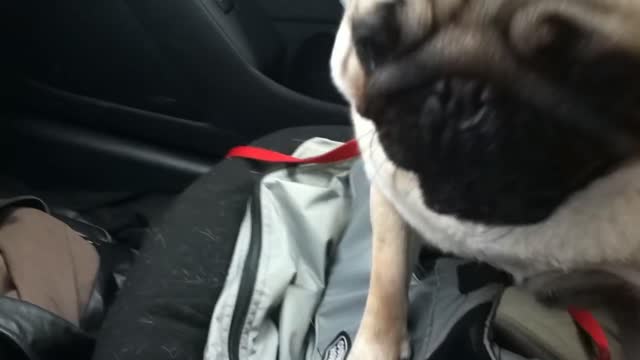 Dog freaks out when he realizes he is at the store